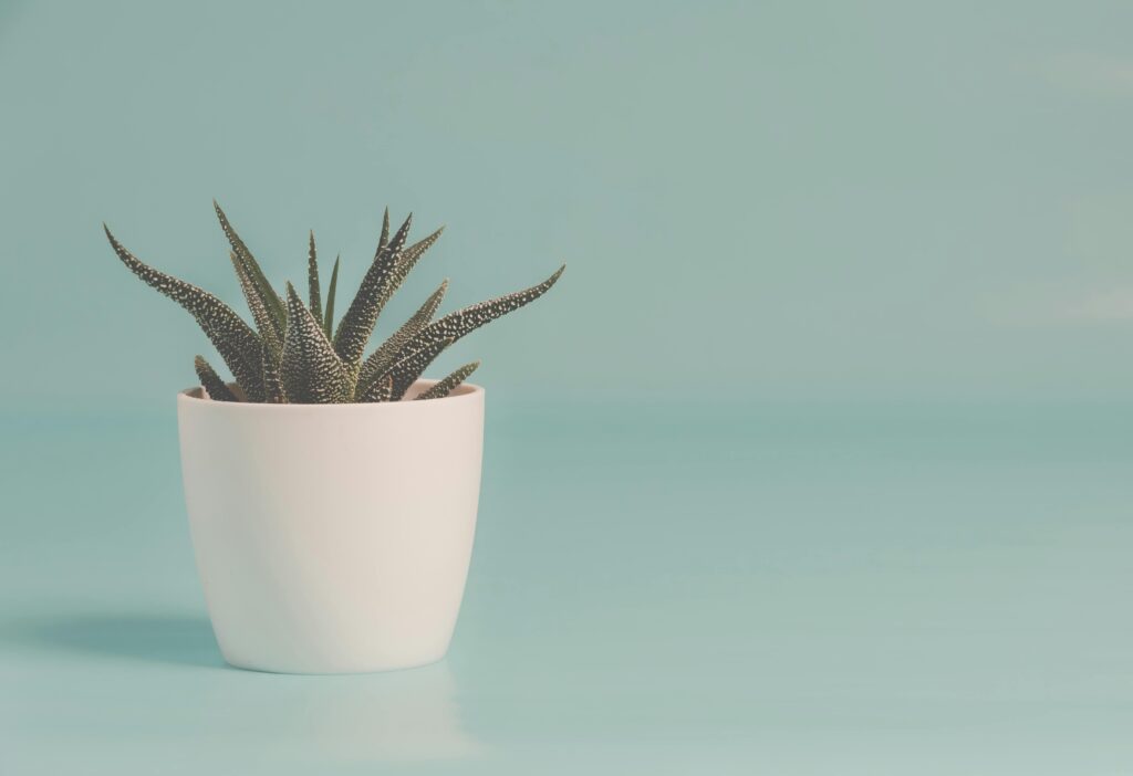 A close-up of a succulent plant in a white pot against a soft blue background.
